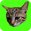 Catch Cats Game