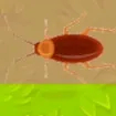Insect Crusher Game
