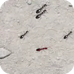 Squash These Ants 2 Game 